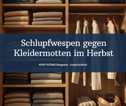 Schlupfwespen gegen Kleidermotten im Herbst: Kleiderschrank mit Winterkleidung – KRAFTKÖNIG Ratgeber, insektizidfrei