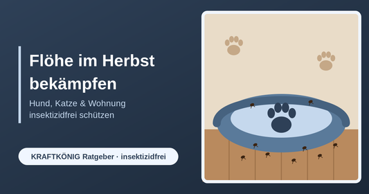 Flöhe im Herbst bekämpfen – KRAFTKÖNIG Ratgeber