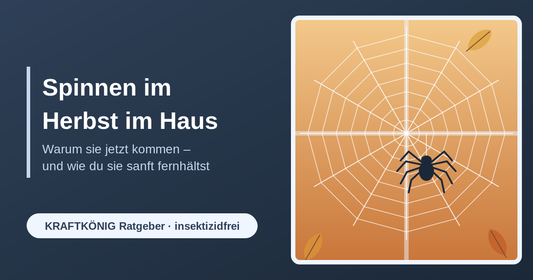 Spinnen im Herbst im Haus – KRAFTKÖNIG Ratgeber
