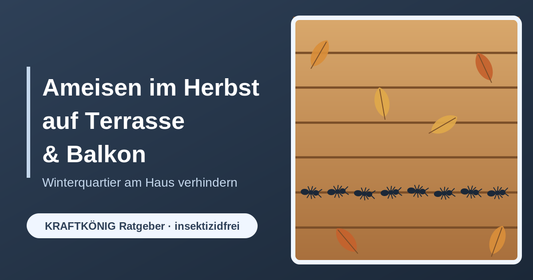 Ameisen im Herbst auf Terrasse und Balkon – KRAFTKÖNIG Ratgeber