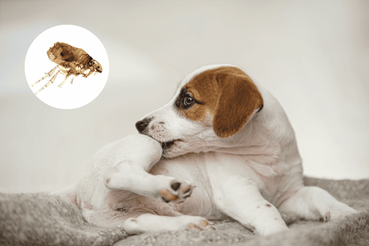 Wo verstecken sich Flöhe in der Wohnung?