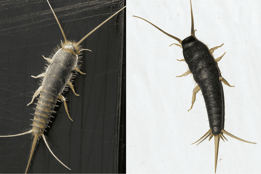 Papierfischchen und Silberfische: Unterschiede erkennen und richtig reagieren