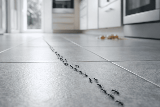 Ameisen bekämpfen: Effekiv und nachhaltig vertreiben