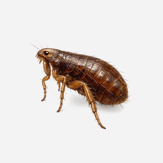 Flöhe