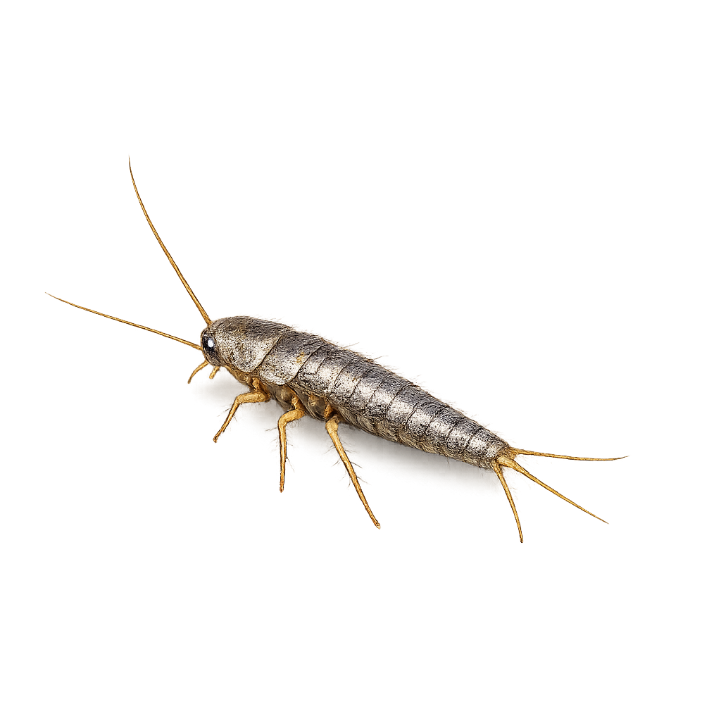 Silber- und Papierfische