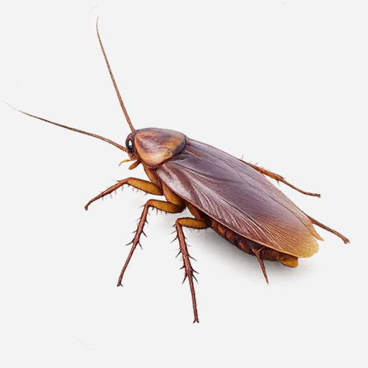 Schaben