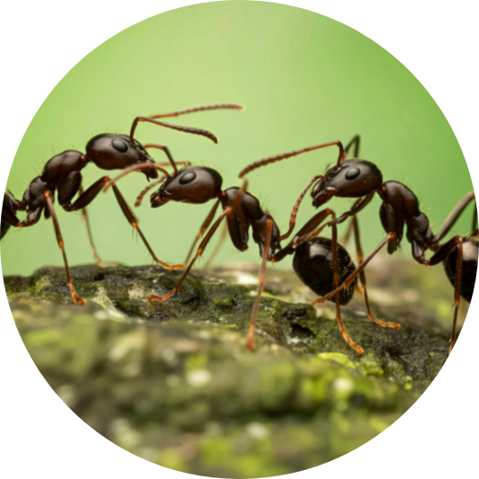 Ameisen