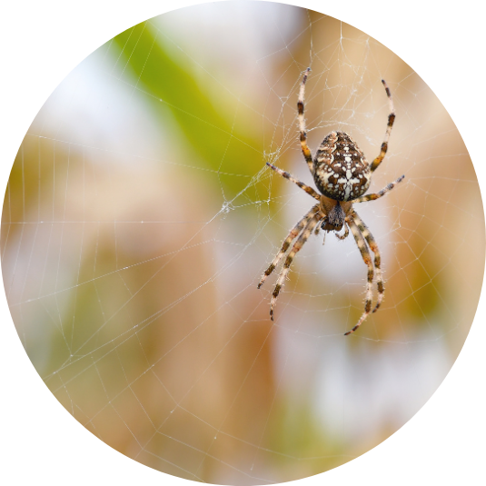 Spinnen